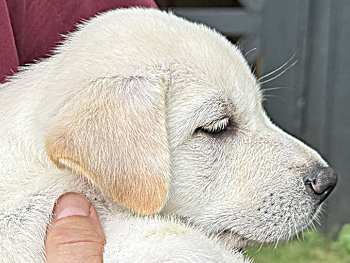 chinook puppy